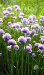 Spring Harvest Image